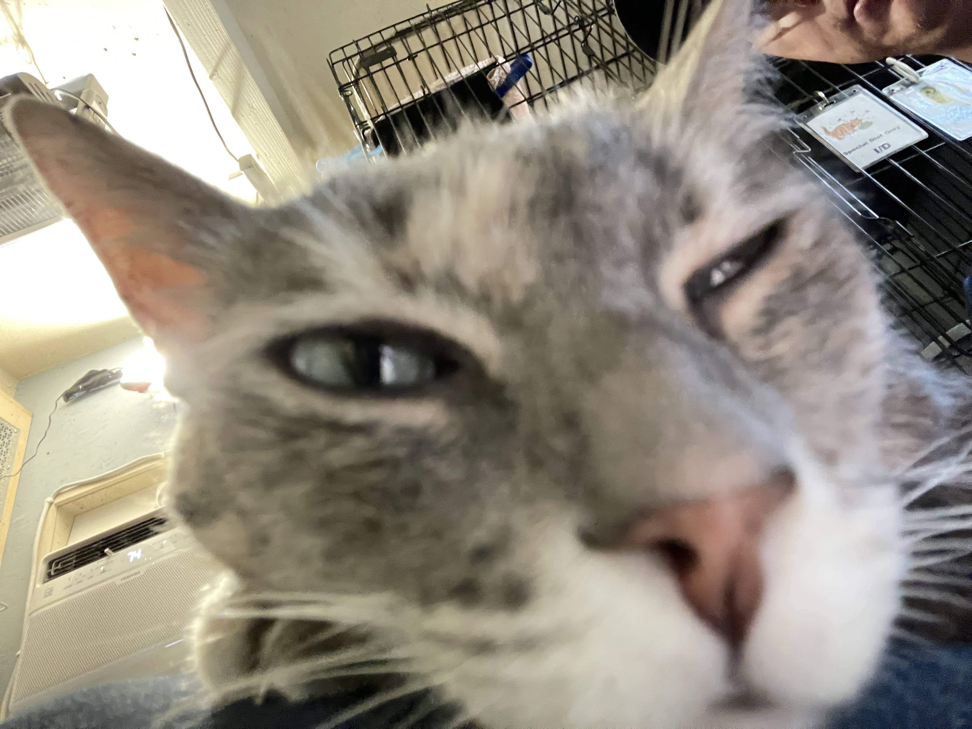 kittyyyy
